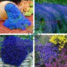 Creeping Thyme Bonsai or Blue Rock CRESS Plant 1000 Seeds