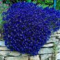 Creeping Thyme Bonsai or Blue Rock CRESS Plant 1000 Seeds
