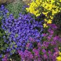 Creeping Thyme Bonsai or Blue Rock CRESS Plant 1000 Seeds