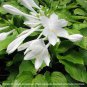 Beautiful Hosta Fragrant Plantain Lily Bonsai Perennial Flower 400 seeds