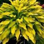 Beautiful Hosta Fragrant Plantain Lily Bonsai Perennial Flower 400 seeds