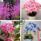 Dendrobium Orchid Flower Bonsai 200 Seeds