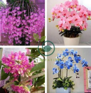 Dendrobium Orchid Flower Bonsai 200 Seeds