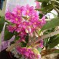 Dendrobium Orchid Flower Bonsai 200 Seeds