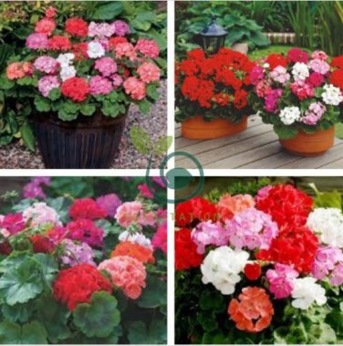 Geranium 'Great Fortunes' Mixed 20 Seeds