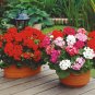 Geranium 'Great Fortunes' Mixed 20 Seeds