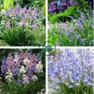 Spanish Bluebells Mixture Wood Hyacinth Mix Hyacinthoides 200 Seeds