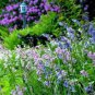 Spanish Bluebells Mixture Wood Hyacinth Mix Hyacinthoides 200 Seeds