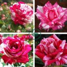 Holland Candy Stripe Rose 100 Seeds