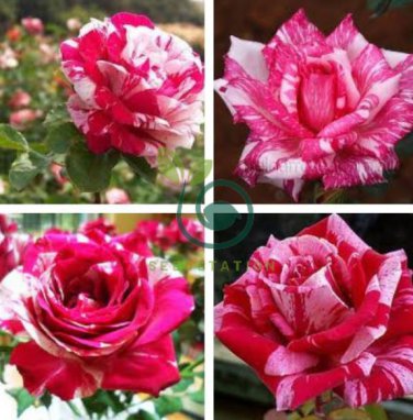 Holland Candy Stripe Rose 100 Seeds
