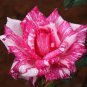 Holland Candy Stripe Rose 100 Seeds
