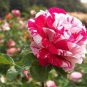 Holland Candy Stripe Rose 100 Seeds
