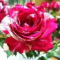 Holland Candy Stripe Rose 100 Seeds