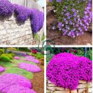 Bonsai Rock Cress Flower Climbing Plant Creeping Thyme Flores  400 Seeds