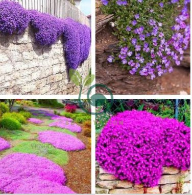 Bonsai Rock Cress Flower Climbing Plant Creeping Thyme Flores  400 Seeds