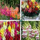 Multi-Color Antirrhinum Majus Bonsai 200 Seeds