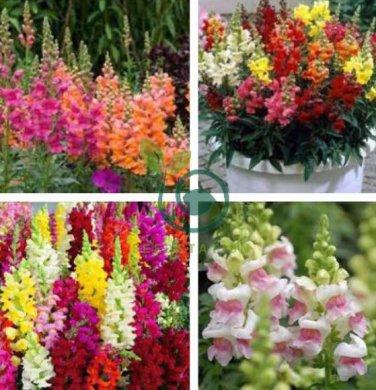 Multi-Color Antirrhinum Majus Bonsai 200 Seeds