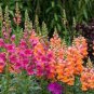 Multi-Color Antirrhinum Majus Bonsai 200 Seeds