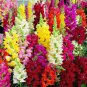 Multi-Color Antirrhinum Majus Bonsai 200 Seeds
