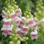 Multi-Color Antirrhinum Majus Bonsai 200 Seeds