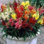 Multi-Color Antirrhinum Majus Bonsai 200 Seeds