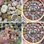 Imported Lithops GE KK 20 Seeds