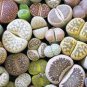 Imported Lithops GE KK 20 Seeds