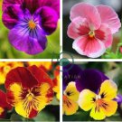 Mixed Color Rare Pansy Bonsai Wavy Viola Tricolor Flower  1000 Seeds