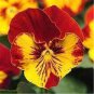 Mixed Color Rare Pansy Bonsai Wavy Viola Tricolor Flower 1000 Seeds