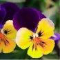 Mixed Color Rare Pansy Bonsai Wavy Viola Tricolor Flower 1000 Seeds