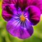 Mixed Color Rare Pansy Bonsai Wavy Viola Tricolor Flower 1000 Seeds