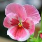 Mixed Color Rare Pansy Bonsai Wavy Viola Tricolor Flower 1000 Seeds