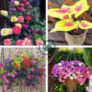 Rare Androsace Bonsai Garden Plants 200 Seeds