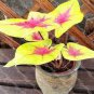 Rare Androsace Bonsai Garden Plants 200 Seeds
