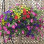 Rare Androsace Bonsai Garden Plants 200 Seeds