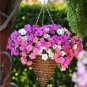 Rare Androsace Bonsai Garden Plants 200 Seeds