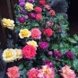 Rare Androsace Bonsai Garden Plants 200 Seeds