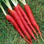 Carrot Heirloom Blood Red Vegetables 200 Seeds