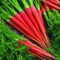 Carrot Heirloom Blood Red Vegetables 200 Seeds