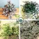 Zebrina pendula Schnizl Bonsai Garden Perennial Plants  200 Seeds