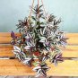 Zebrina pendula Schnizl Bonsai Garden Perennial Plants 200 Seeds