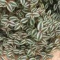 Zebrina pendula Schnizl Bonsai Garden Perennial Plants 200 Seeds