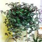 Zebrina pendula Schnizl Bonsai Garden Perennial Plants 200 Seeds