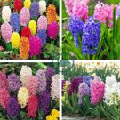 Color Mixing Hyacinth Easy Grow 2 Seeds