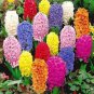 Color Mixing Hyacinth Easy Grow 2 Seeds