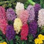 Color Mixing Hyacinth Easy Grow 2 Seeds