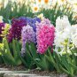 Color Mixing Hyacinth Easy Grow 2 Seeds