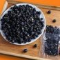 Black Goji Qinghai Heirloom Herbs 40 Seeds
