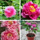 Paeonia Lactiflora Bonsai Heirloom Tree Peony Plant 20 Seeds