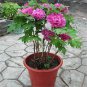 Paeonia Lactiflora Bonsai Heirloom Tree Peony Plant 20 Seeds